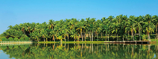 海南旅游看美景之椰子大观园